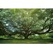Πίνακας Γυάλινος Γιγάντιο Δέντρο